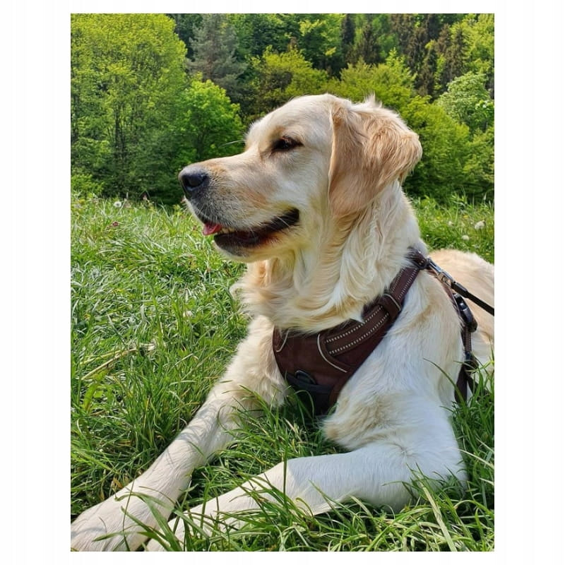 REFLECTIVE Dog Harness Front Line Truelove XL Dog size big dog