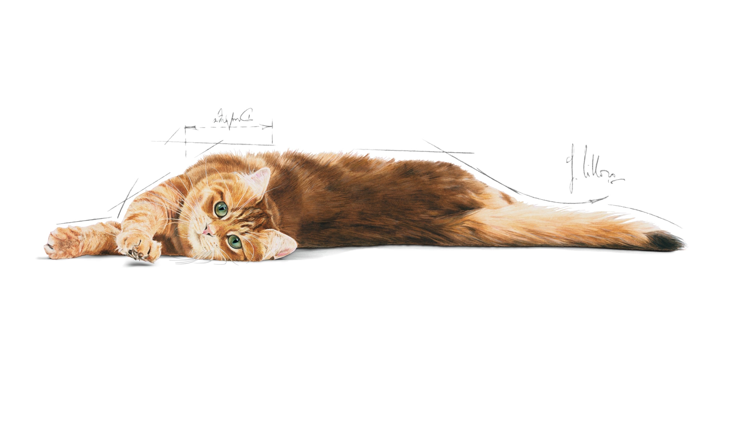 ROYAL CANIN Royal Canin Digestive Care 38 dry cat food 4kg Number of pieces in the package 1 pcs