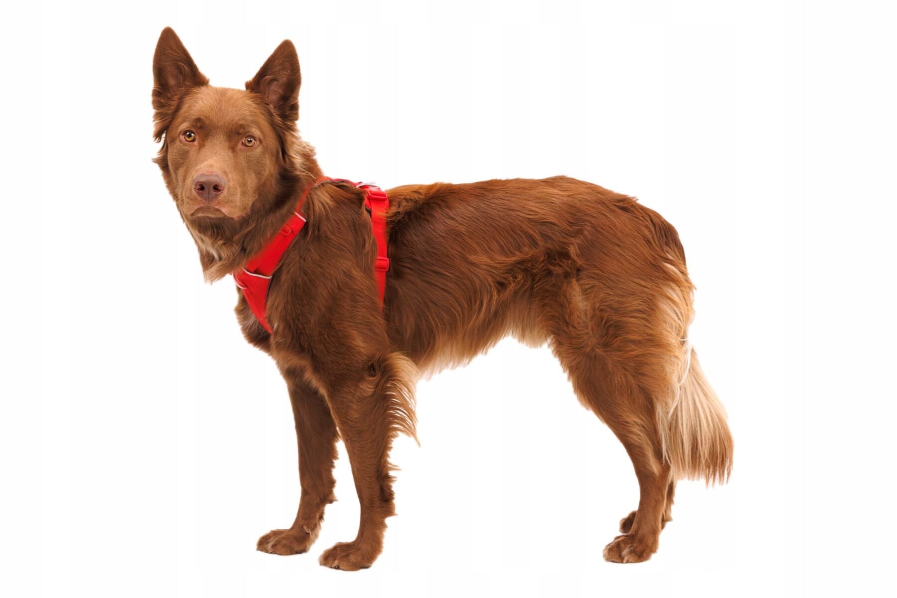 RUFFWEAR Front Range Harness Red Canyon S 56-69cm Trade name Ruffwear Front Range Harness