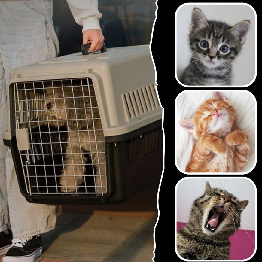 Rabbit Dog Cat Transporter Cage Portable Sturdy Strong + FREEBIE Kind carrier