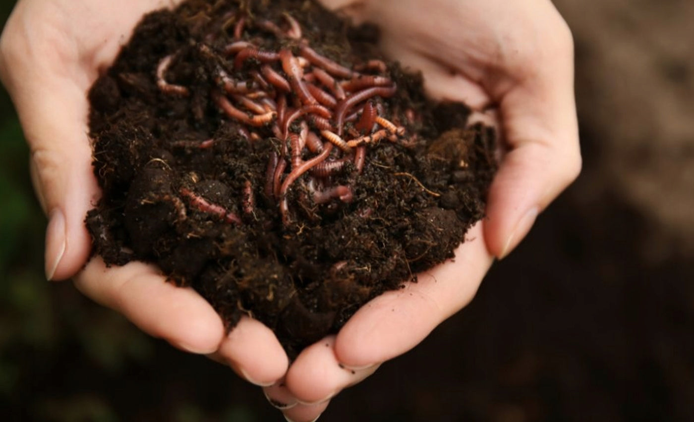 Real HUMUS from EARTHWORMS Biohumus Garden Land Biohumus Wermikompost Weight 20 kg