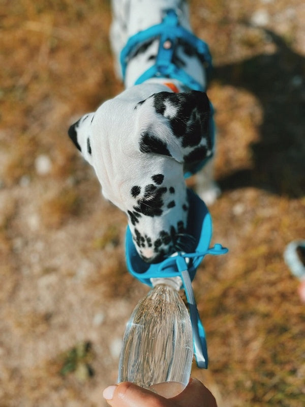 Record Wave 500ml travel water bottle, with drinker, dog water bottle Material made from a synthetic material
