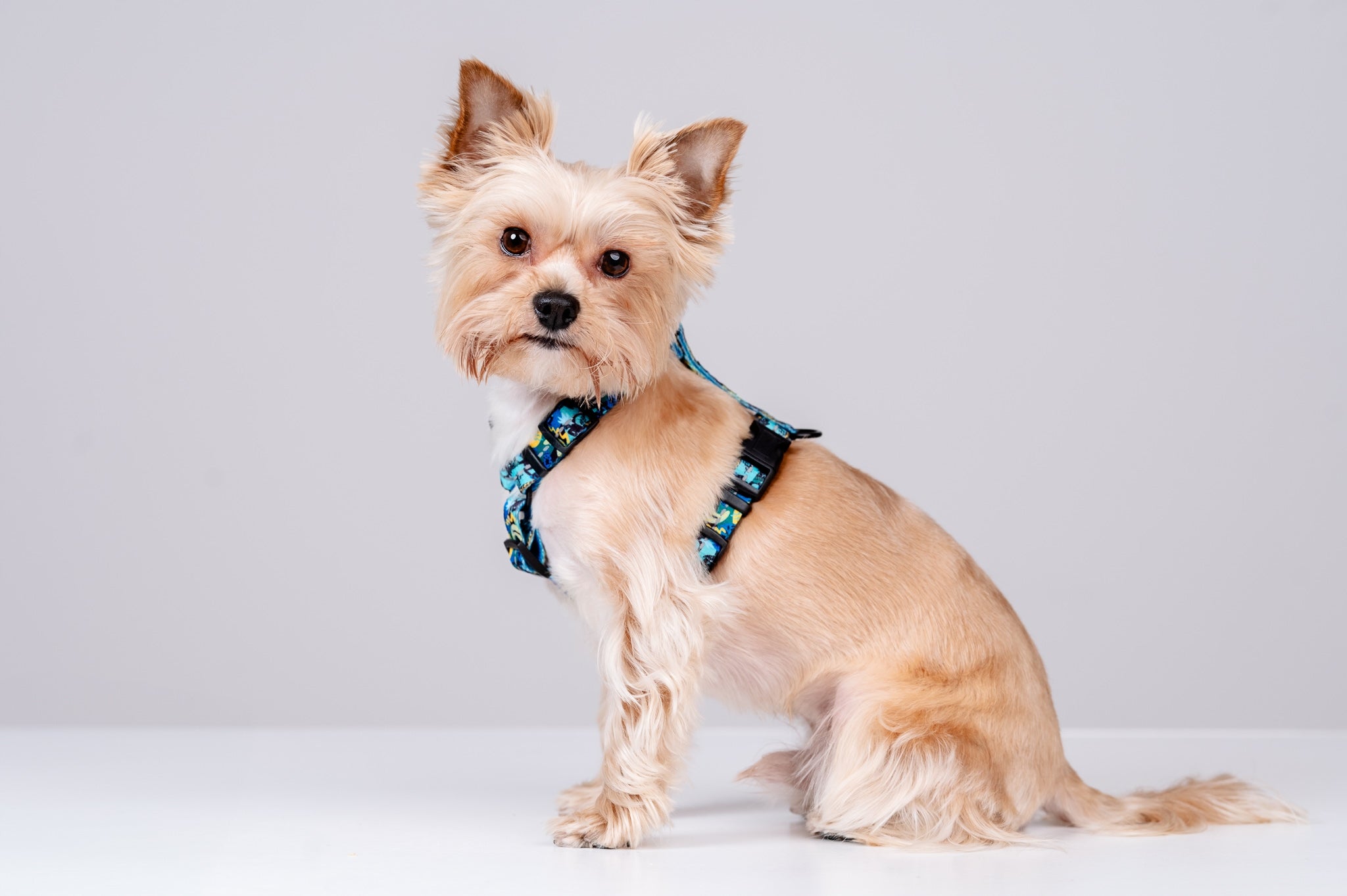 Reflective Harness Guard For Dog CHABA | Carnival Pattern | NO ABSORB Size M
