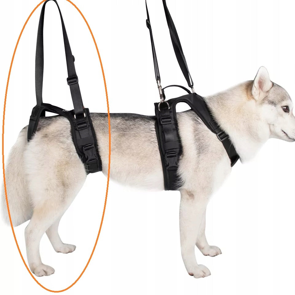 Rehabilitation harness for hind legs, for shepherd, golden, paresis XL Size XL