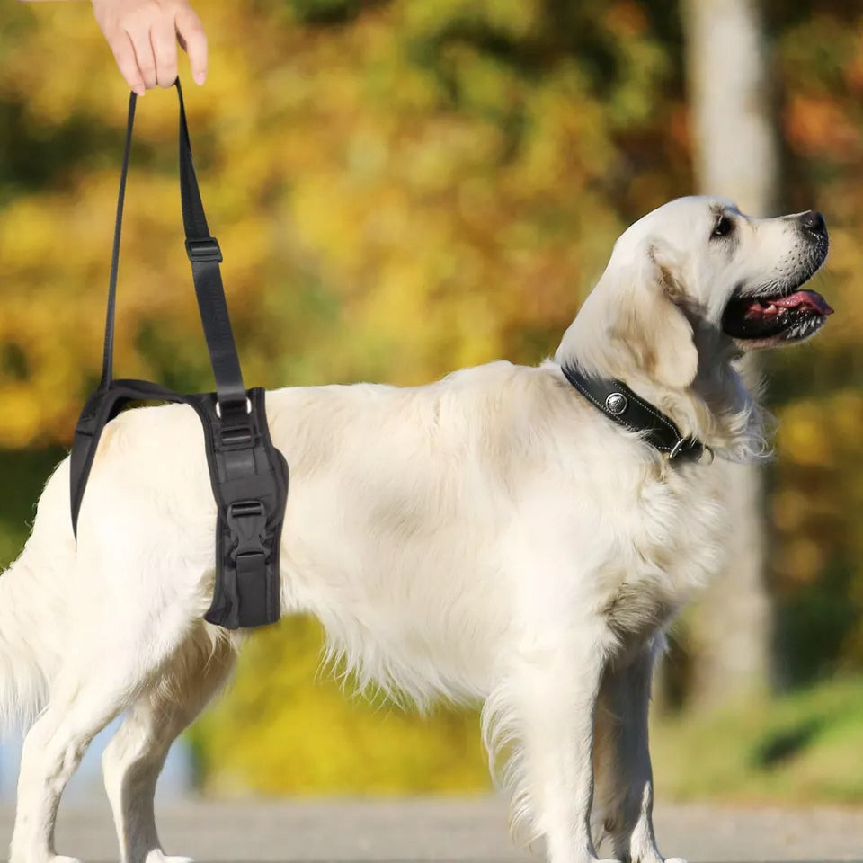 Rehabilitation harness for hind legs, for shepherd, golden, paresis XL Trade name Szelki rehabilitacyjne na tylne łapy Best Friends