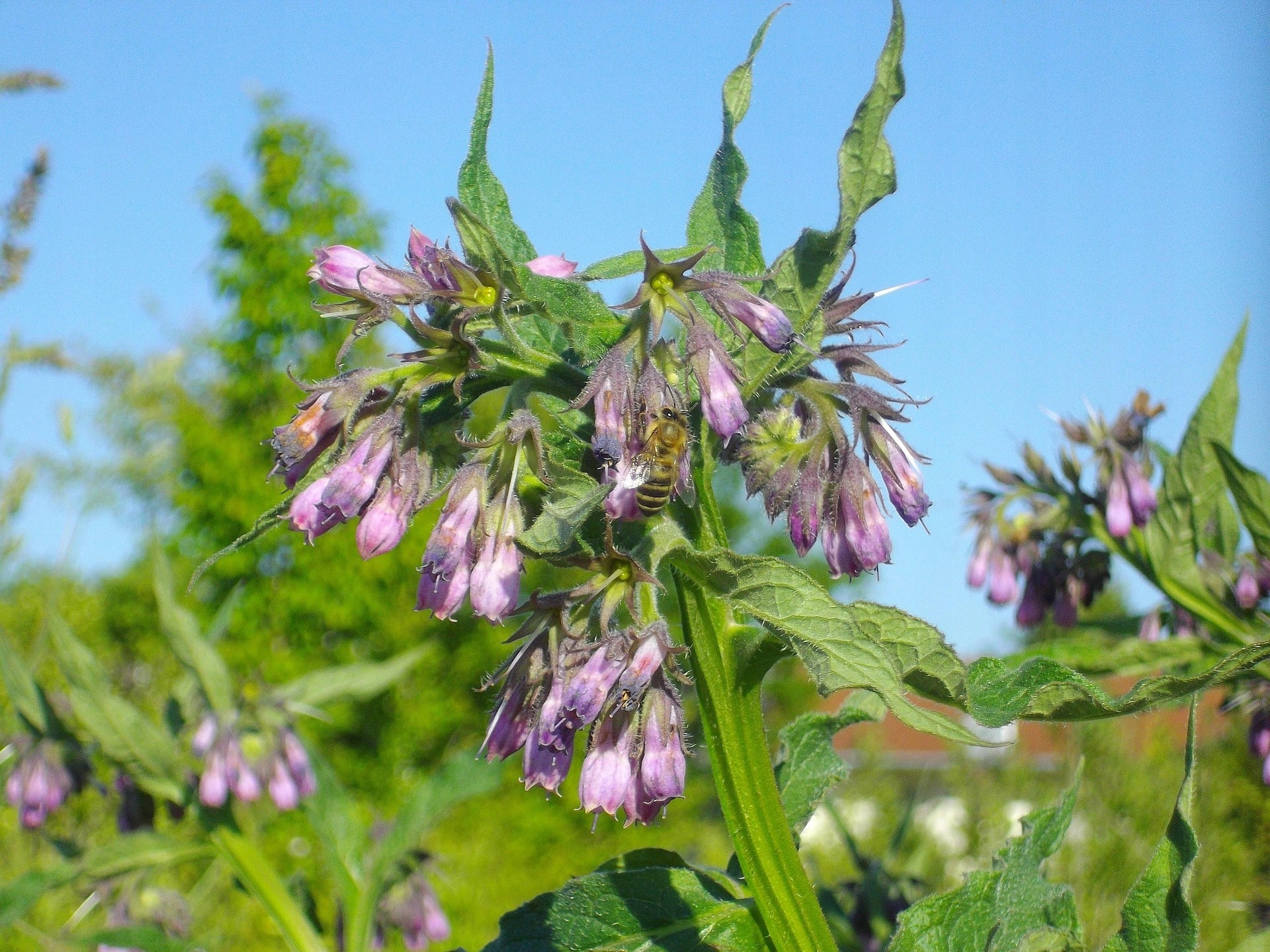 Russian comfrey manure - CONCENTRATE - 5L natural EKO Manufacturer code KN_ZW5