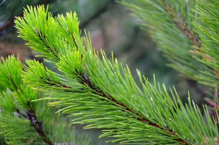 S-POL FERTILIZER CONIFER 25kg CONIFERS FOR YEAR-ROUND BROWNING Manufacturer Siarkopol