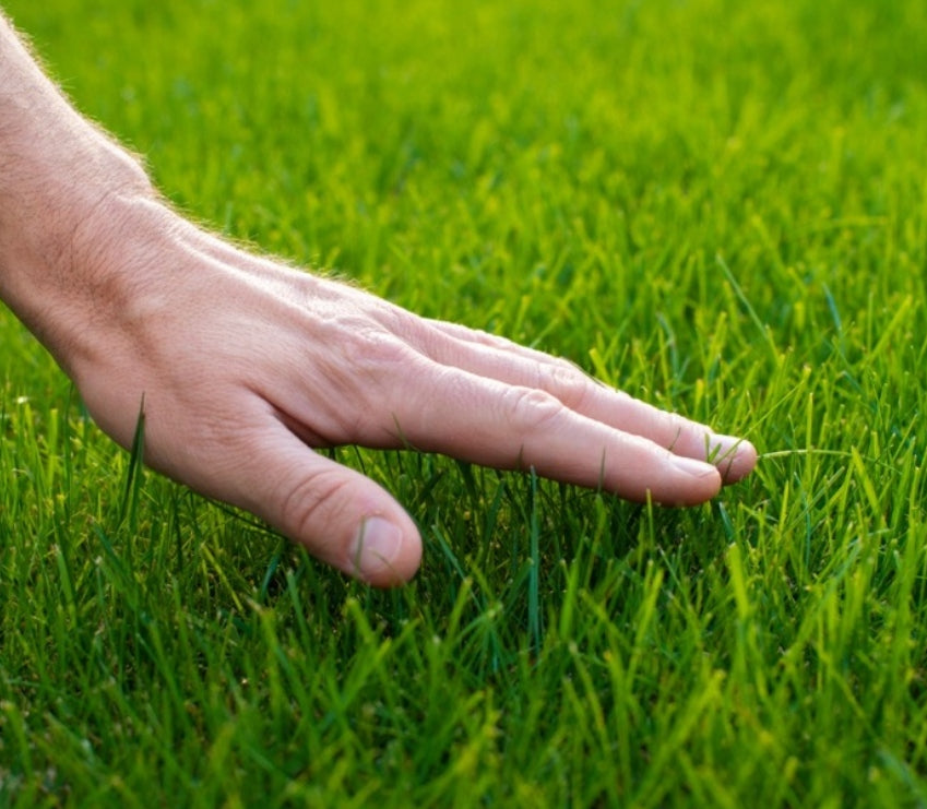 S-POL FERTILIZER LAWN 25kg FOR GRASS COMPACT COLORING TURF STRENGTHENING Form granules