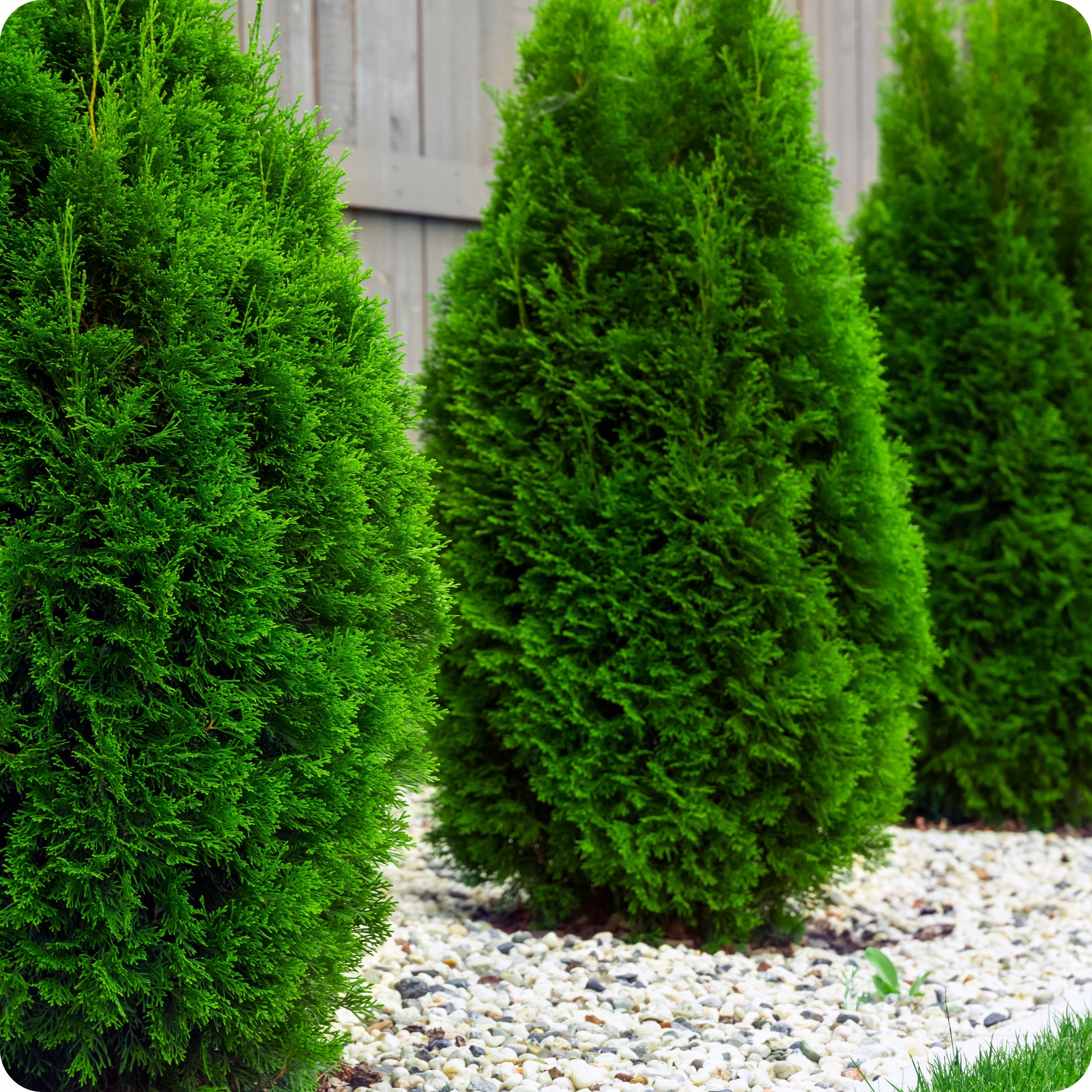 SPRAYING CONIFERS PROPLANT 100ml 722SL FUNGICIDE TUJE PHYTOPHOROSIS Form liquid