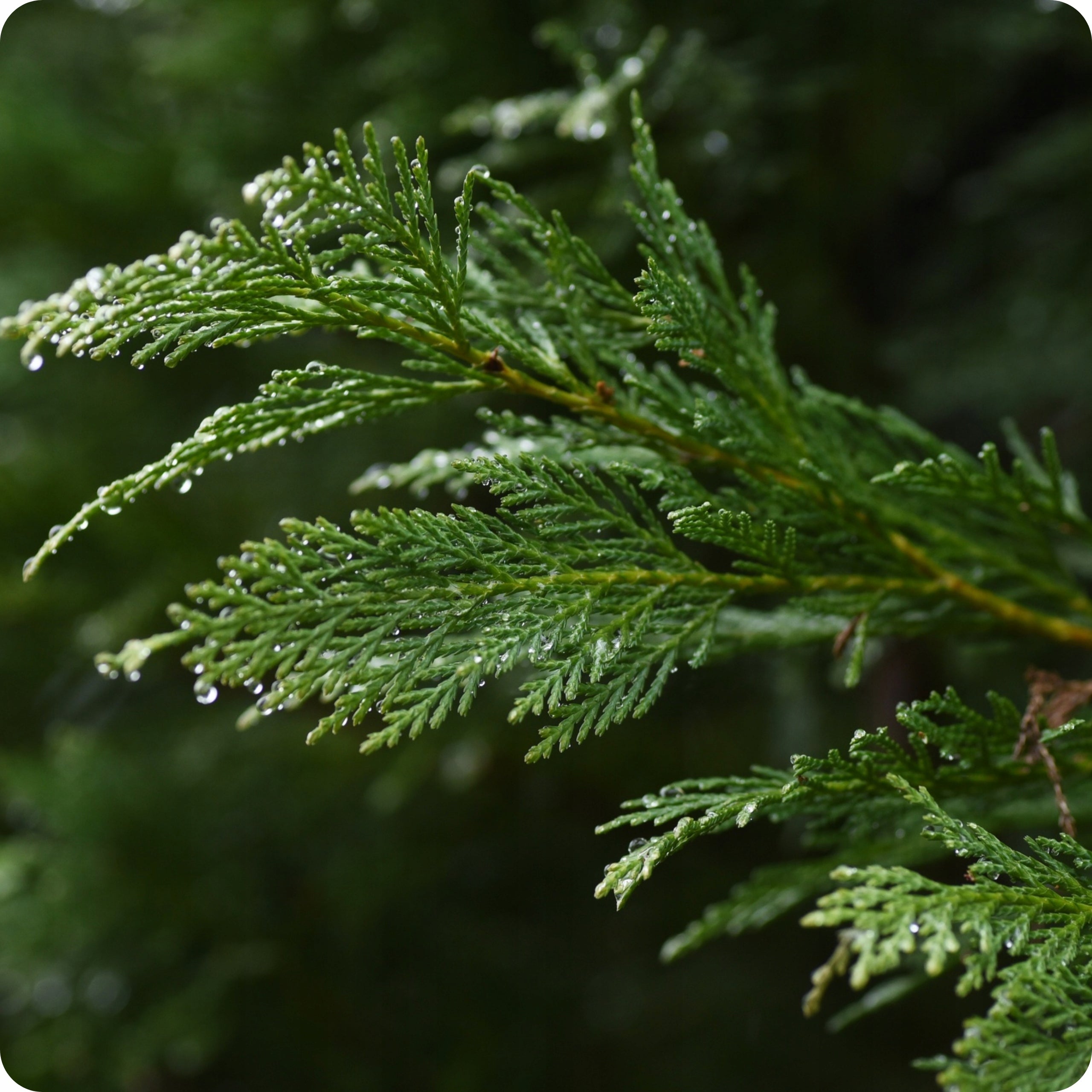 SPRAYING CONIFERS PROPLANT 100ml 722SL FUNGICIDE TUJE PHYTOPHOROSIS Manufacturer code oprysk na fytoftoroza zgorzel do iglaków