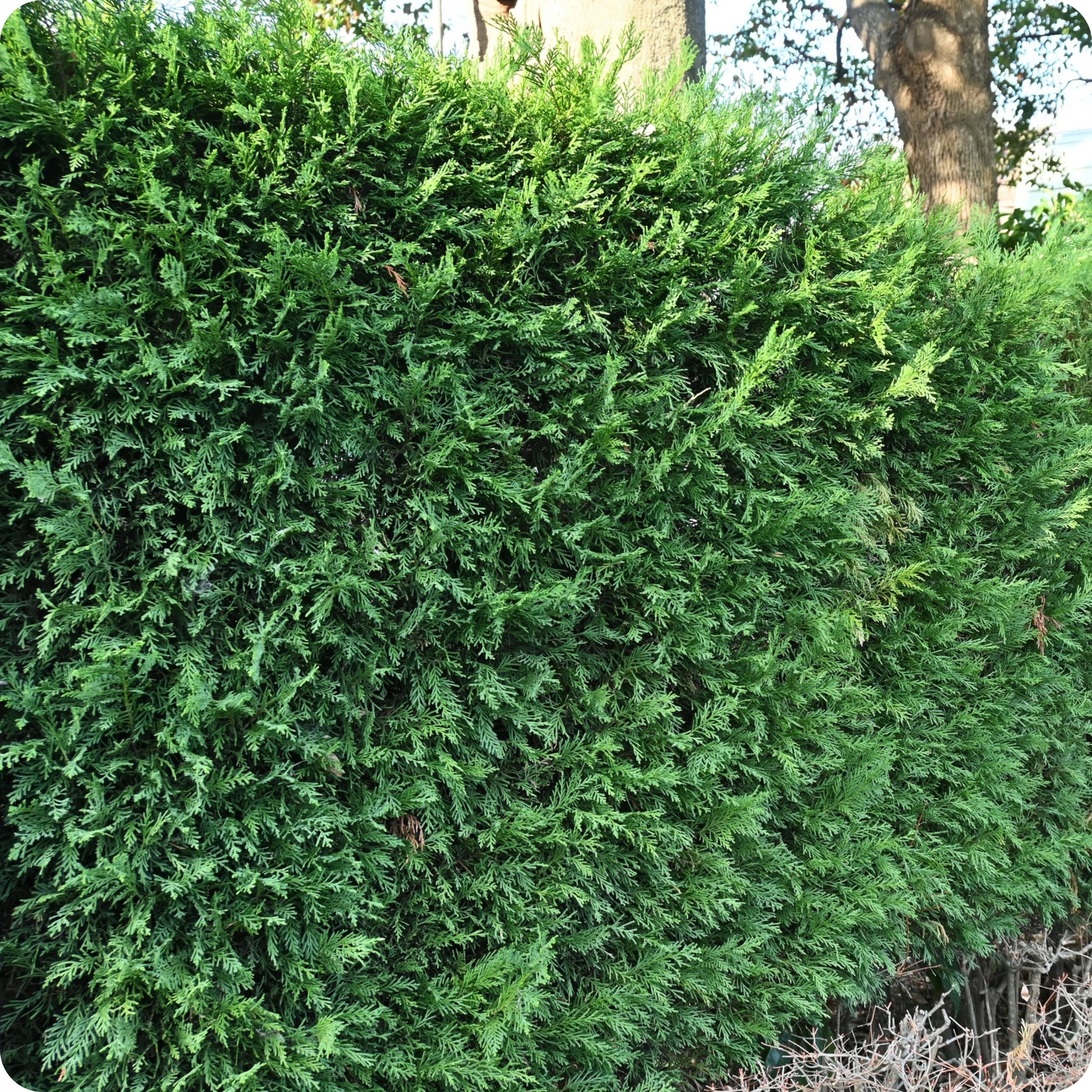 SPRAYING CONIFERS PROPLANT 100ml 722SL FUNGICIDE TUJE PHYTOPHOROSIS Packaging status original