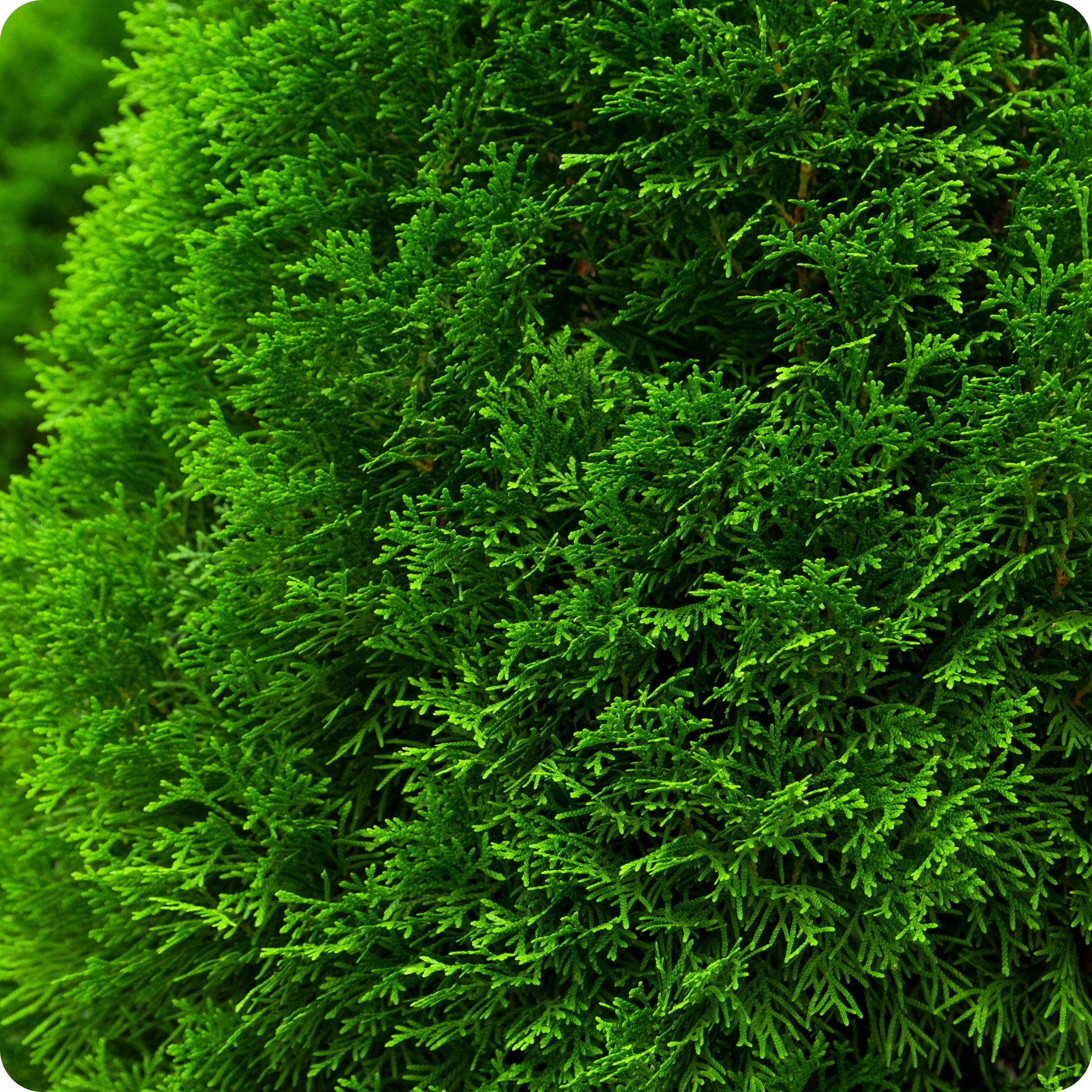 SPRAYING CONIFERS PROPLANT 100ml 722SL FUNGICIDE TUJE PHYTOPHOROSIS Purpose fungicides