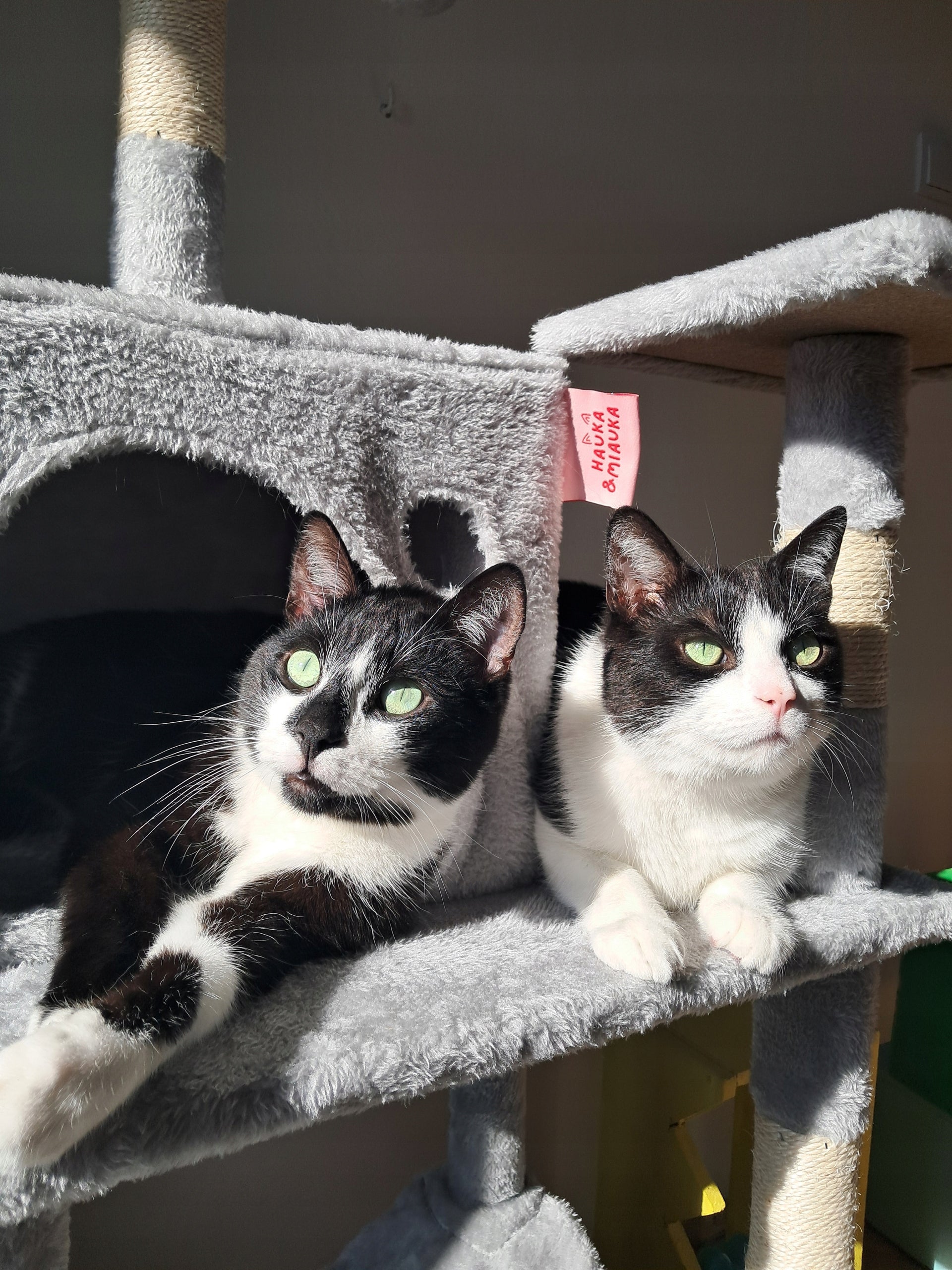 STABLE CAT SCRATCHER XL 145cm HIGH Tower Cottage Hammock Post Sizal Packaging status original