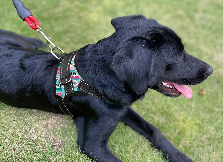 STRONG PRESSURE-FREE DOG HARNESS ADJUSTABLE COMFORTABLE LIGHTWEIGHT M 56-68 Brand Reverse