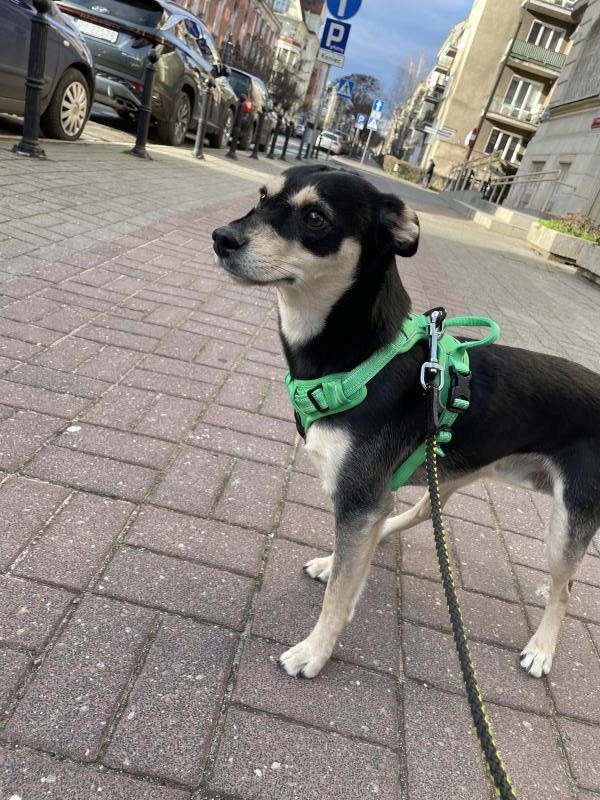 STRONG dog harness GUARD Front Line Premium TRUELOVE easy walk GREEN S Size S
