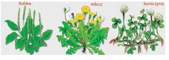SUBSTRAL DANDELION ULTRA 250ml WEEDS IN LAWN GRASS 0,25 PLANTAIN RDEST Manufacturer Substral