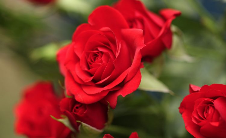 SUBSTRAL FLOWER PROTECTION 25ML ROSE 2IN1 RUST INSECTS Manufacturer code Kompleksowa Ochrona 2w1 25ml Substral