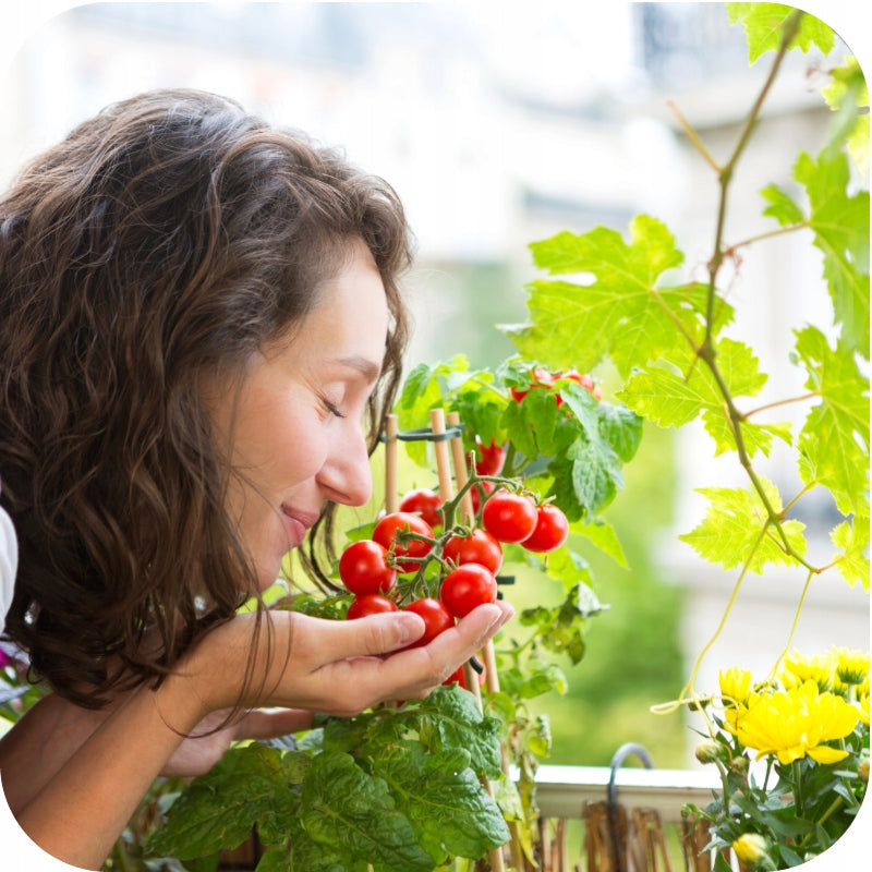 SUBSTRAL FOR TOMATOES PEPPERS CUCUMBERS MAGIC STRENGTH 350g FERTILIZER Manufacturer Substral