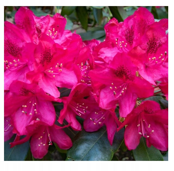 SUBSTRAL MAGIC STRENGTH FOR RHODODENDRONS 350g FERTILIZER AZALIA MAGNOLIA HEATHERS EAN (GTIN) 5907487100542