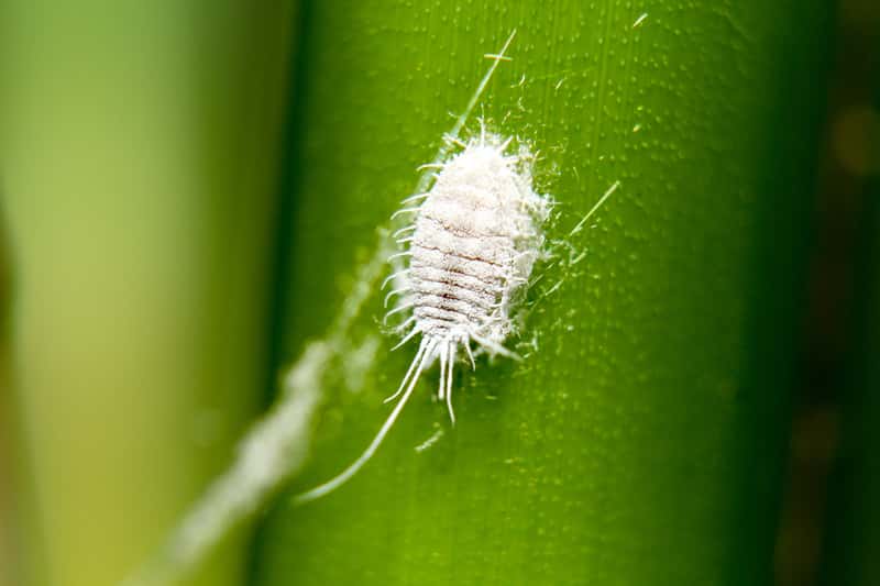 SUBSTRAL POLYSECT INSECTICIDE APHID SPIDER MITES WOOLEN HIVES Manufacturer code POLYSE 750