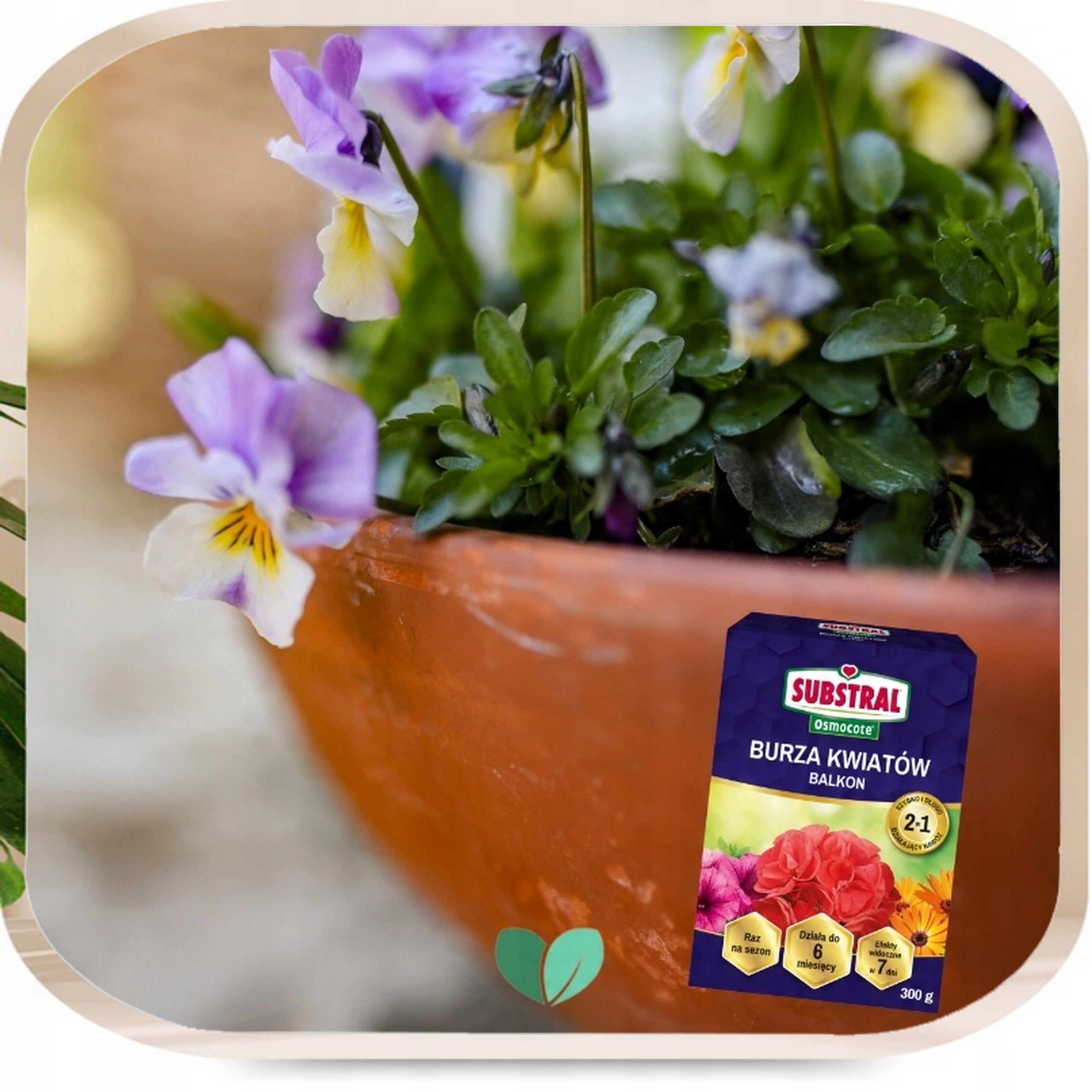SUBSTRAL Storm of Flowers Long-acting Fertilizer for Pelargonia Surfinii 300g Manufacturer code Zestaw Lep Kalinova + OSMOCOTE 2W1 nawóz