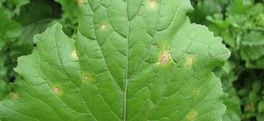 SUMIN HELP PLANT CU 20ML COPPER DEFICIENCY SPRAYING FERTILIZER REPLENISHES DEFICIENCIES Purpose fungicides insecticidal, against insects against weeds against pests regeneration others