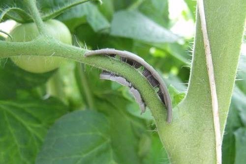 Set for Growing Tomatoes in the Tunnel Greenhouse Clasp 250pcs Arches Clips Color green