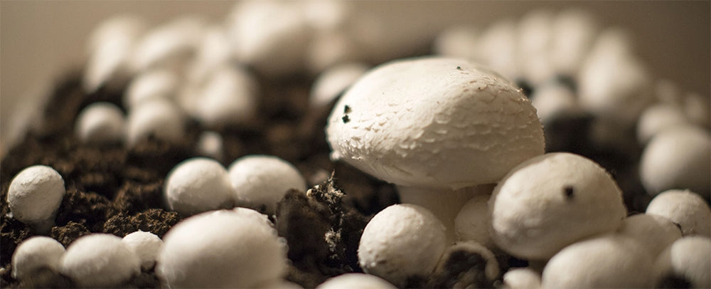 Set for growing white mushrooms Planto 7 kg 15 l Manufacturer Planto