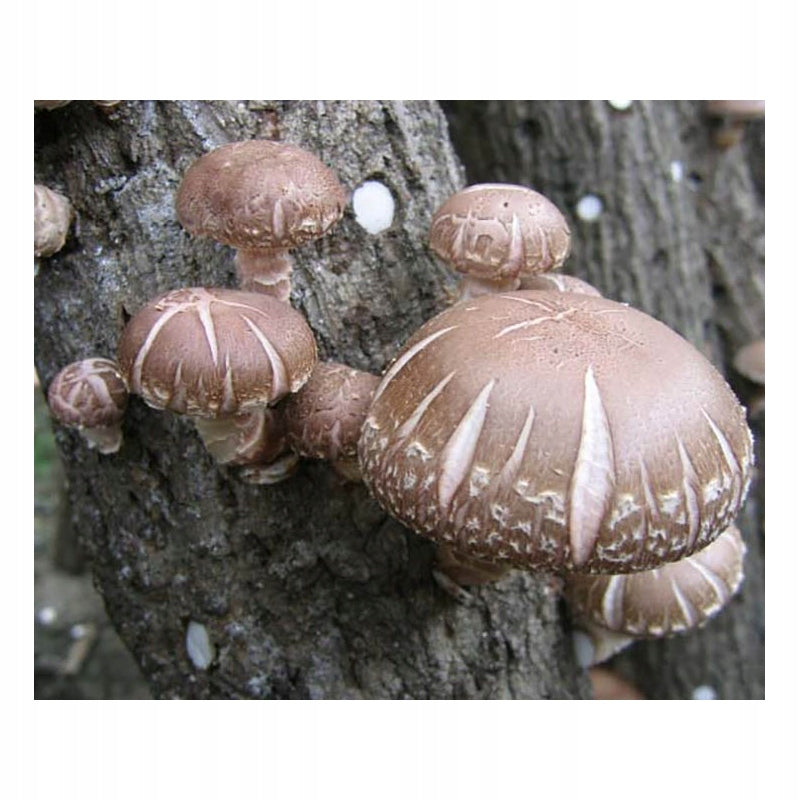 Shiitake – mycelium on pegs 20 pcs. for garden Packaging status original