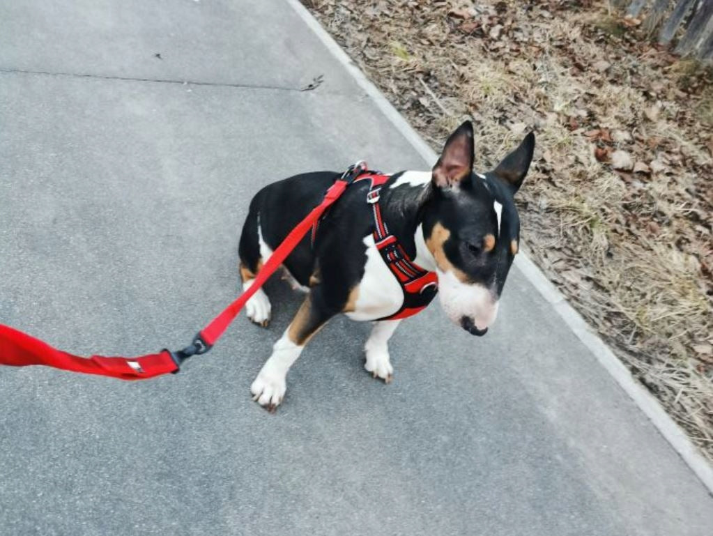 Shock absorber TRUELOVE red for SMALL DOG EAN (GTIN) 6971273110809