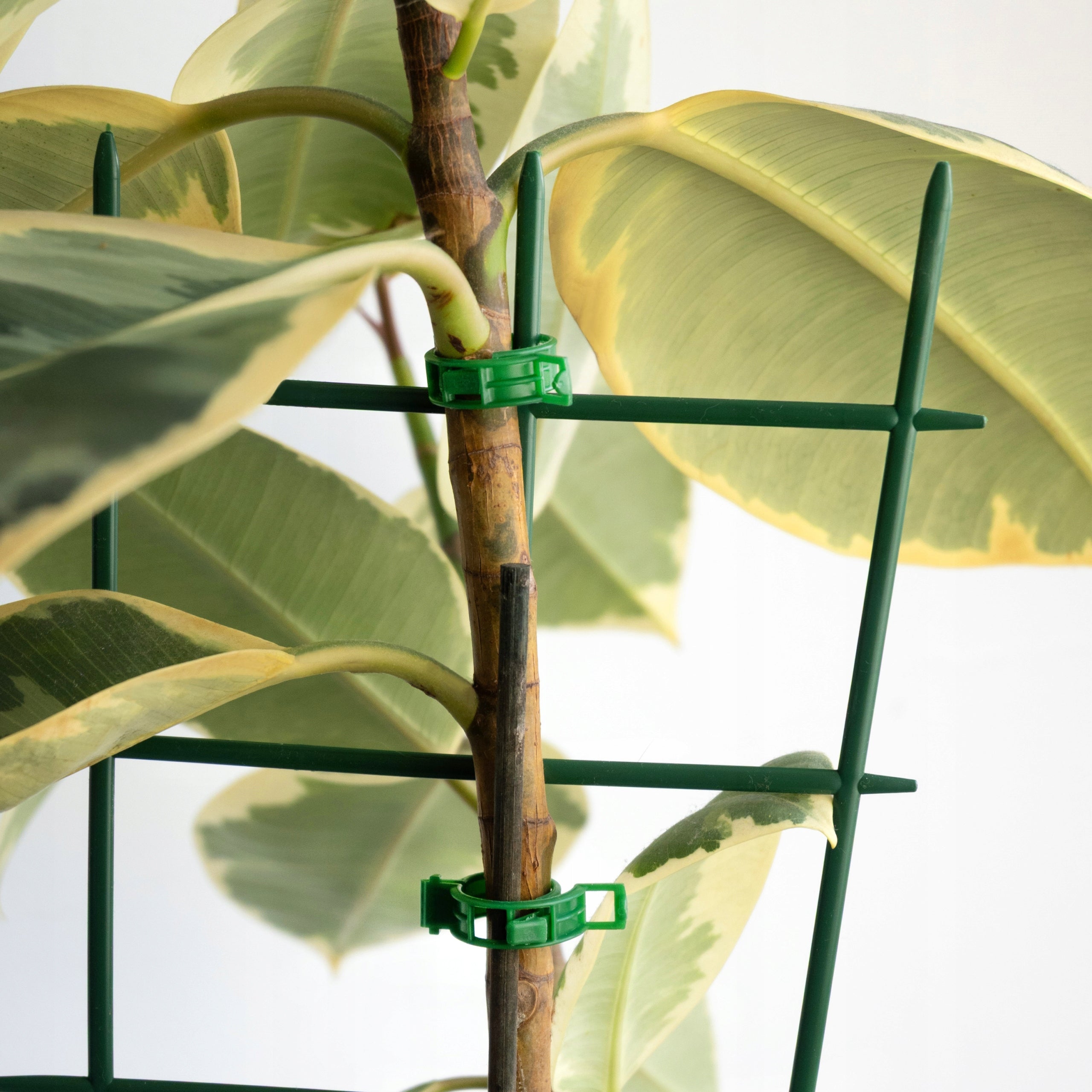 Sillar clasps for fixing the stems of bean tomato shoots set of 500 pieces EAN (GTIN) 5902668094597