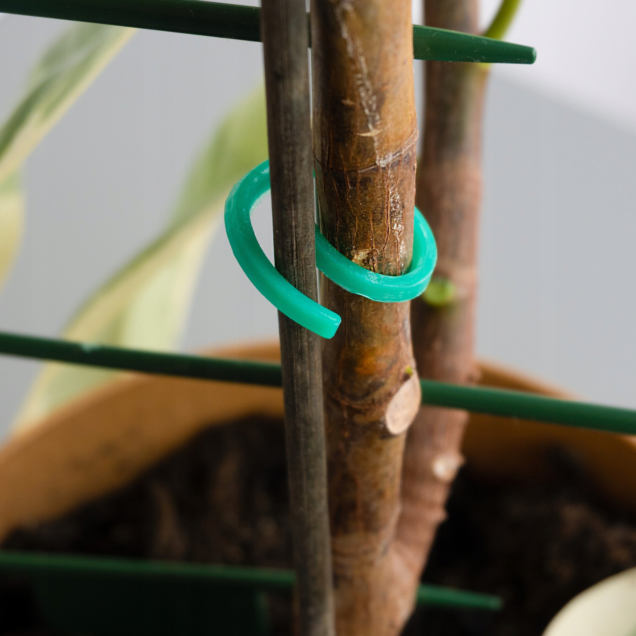 Spiral clasps for stems of bean tomato shoots 3 cm strong 50 pieces Color green