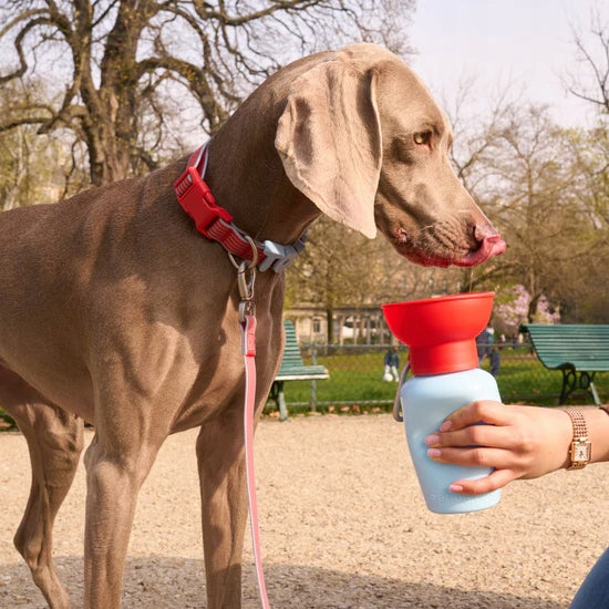 Springland dog bottle 590 ml Flip Travel Water Bottle Cherry/Sky Blue Packaging status original