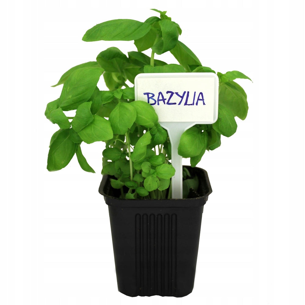 Standing plate white 55 x 14,5 cm 30 pcs. Brand SD