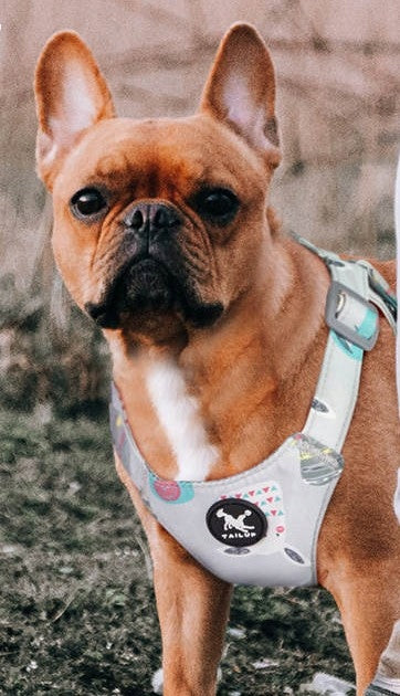 Step in dog harness, soft, SHIH TZU ,size M EAN (GTIN) 5905159362250
