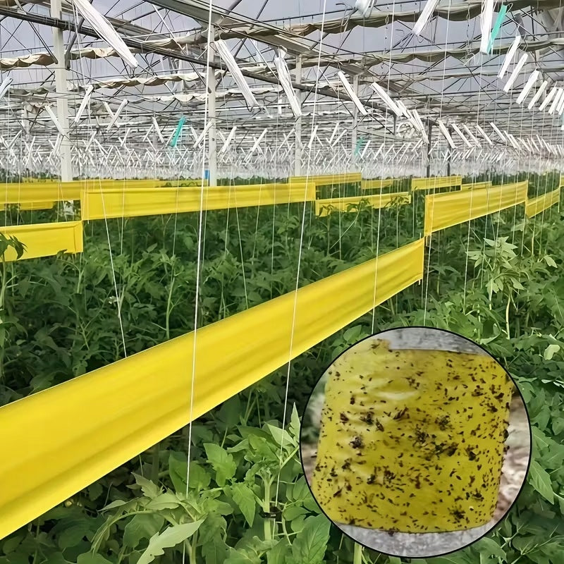 Sticky Double Sided Insect Tape for Trees Shrub Caterpillars 10cm 2m Manufacturer code TAŚMA NA OWADY MRÓWKI GĄSIENICE MSZYCE