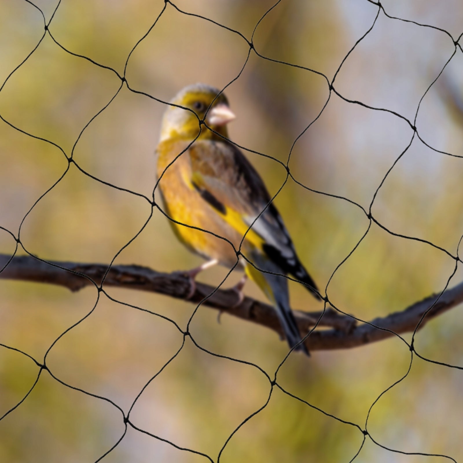 Strong Bird Net for Birds Starlings 15x30m Mesh size 0 m