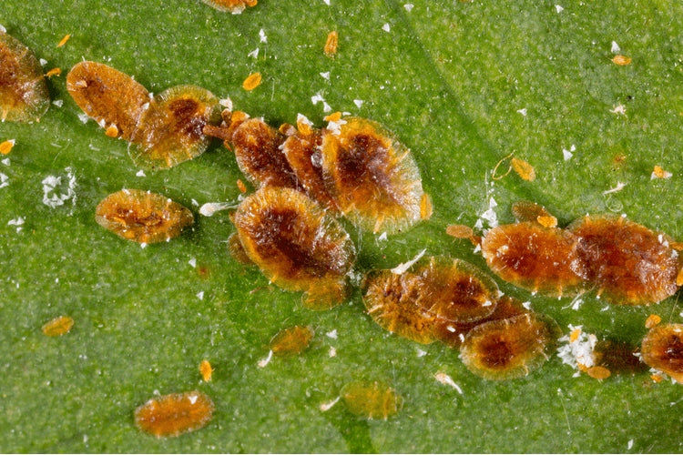 Substral Naturen Multi-Insect for aphids 250 ml Form liquid