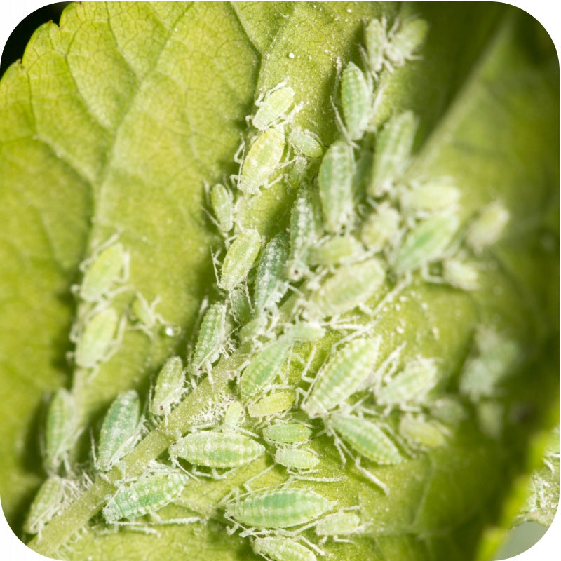 Substral ROSE 2in1 fights 100 ml Purpose insecticidal, against insects