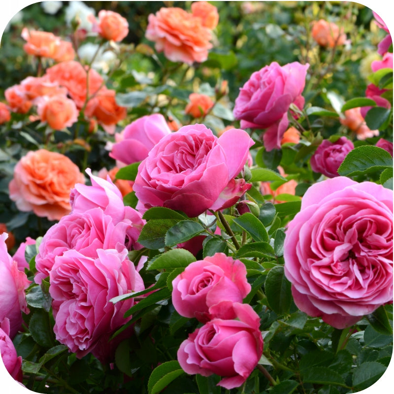 Substral ROSE 2in1 fights 100 ml Volume 0.1 l
