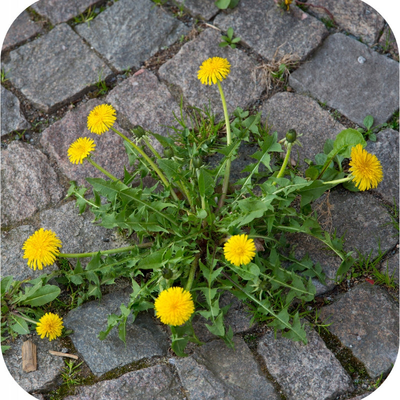 Substral Roundup Anti-Weed Total Hobby 1L Driveway Paths Weed Sidewalk Manufacturer code 174094