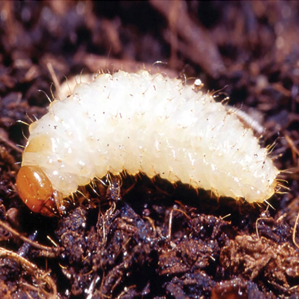 TANSY EXTRACT Insect spraying from rotifers ECOLOGICAL SWELLING SHOOTS Form Other