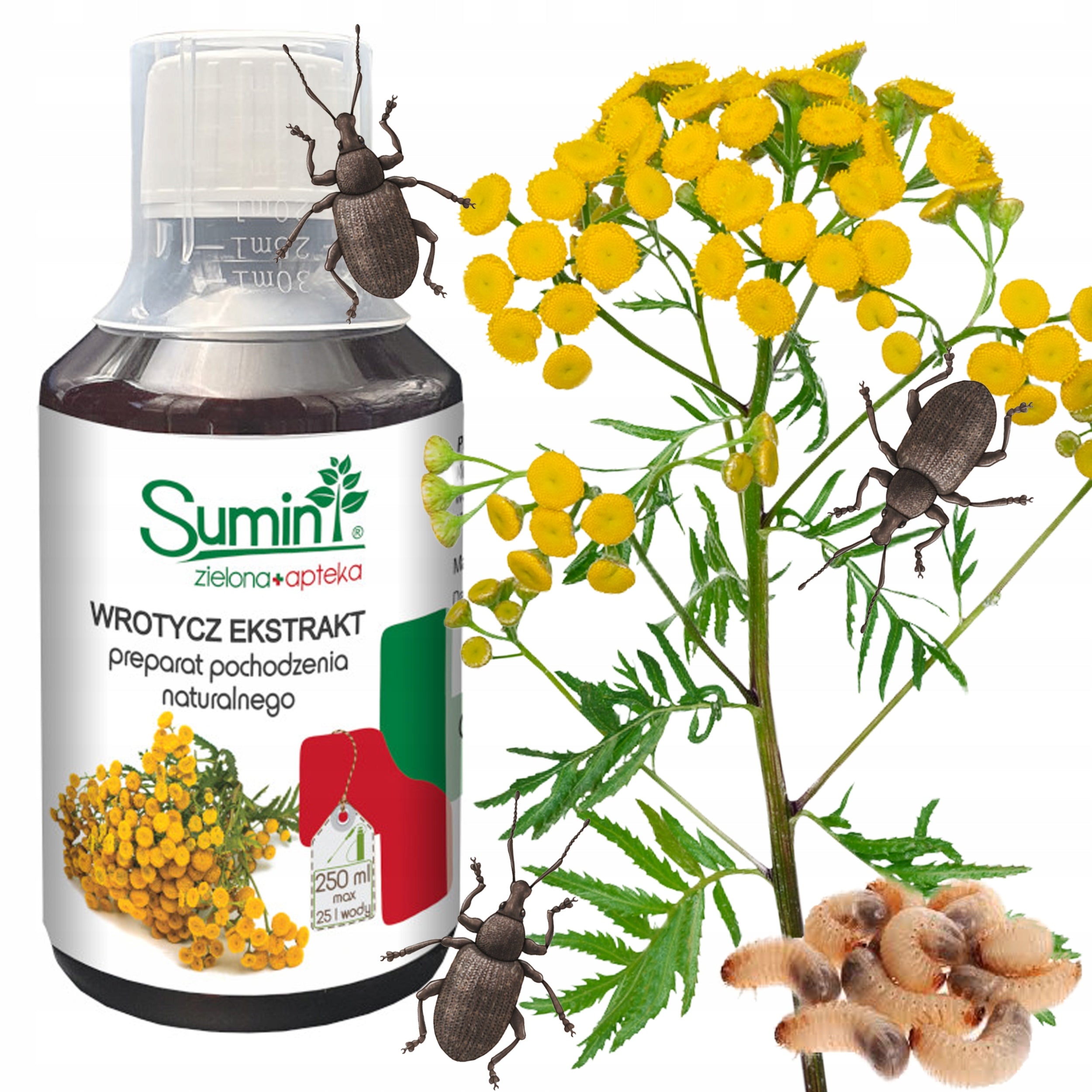 TANSY EXTRACT Insect spraying from rotifers ECOLOGICAL SWELLING SHOOTS