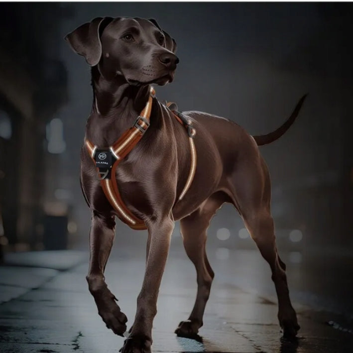 TIBET guard dog harness without putting a strong BLACK M over the head Trade name TIBET szellki black M