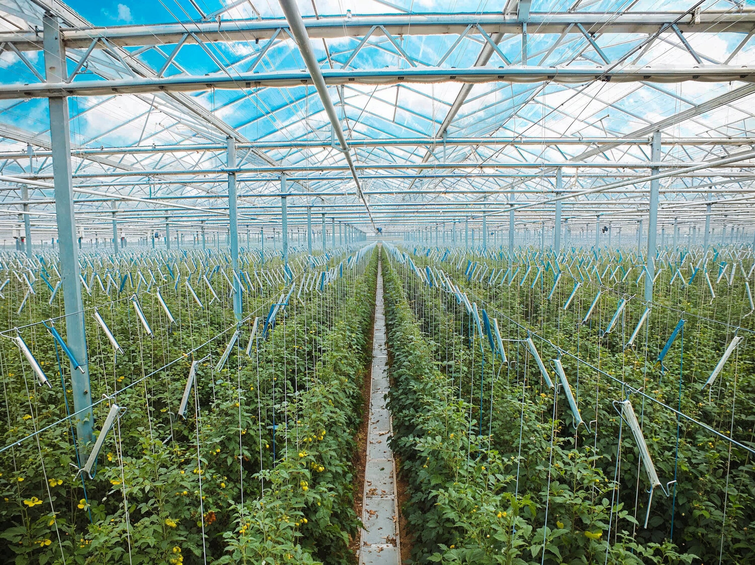 TOMATO CLIPS 100 pieces + GREENHOUSE HOOKS STRING 10m 10 pieces Brand Arpon