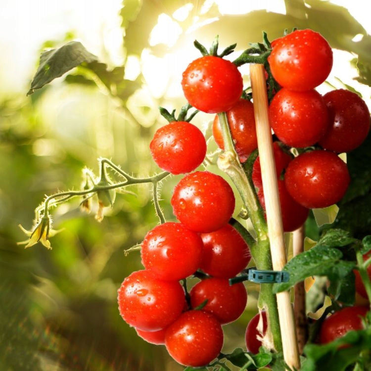 TOMATO CLIPS Bean Beam CLASPS CLIPS 300 PCS + STRING 1000M 1KG Product height 2.4 cm