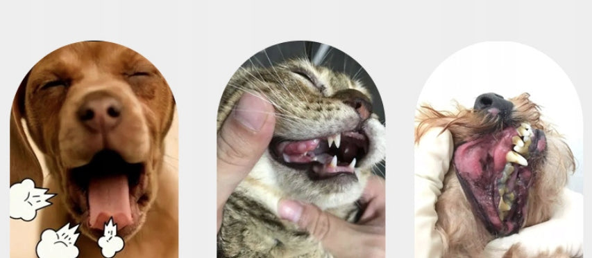 TOOTHBRUSH FOR CAT DOGS PROFESSIONAL GENTLE THREE-SIDED 3D Trade name SZCZOTECZKA DO ZĘBÓW DLA PSÓW KOTÓW PROFESJONALNA DELIKATNA TRÓJSTRONNA 3D