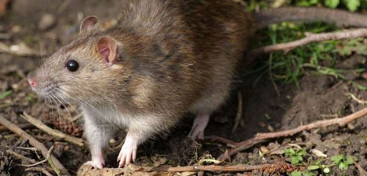 TOXAN LIQUID 3L STRONG POISON MICE RATS BROMADIOLONE STRONG POISON EAN (GTIN) 5907456327352