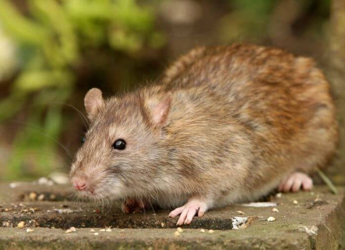 TOXAN LIQUID 3L poison for mice and rats Fregata Use Against mice