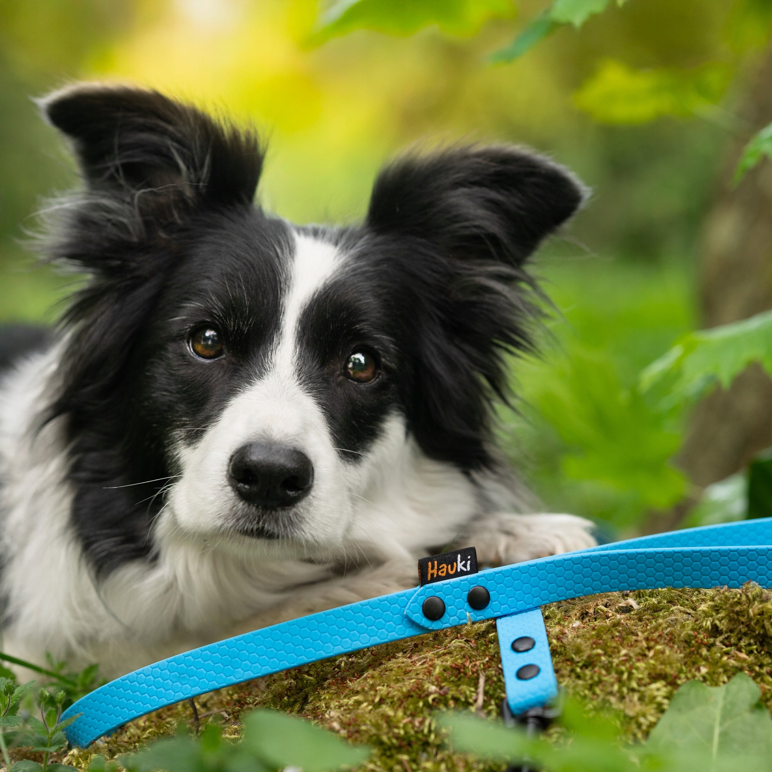 TRAINING CORD 15M. LEASH FOR BIG DOG. BLUE. HEXA PATTERN Brand Hauki